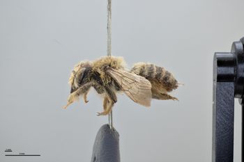 Media type: image;   Entomology 785775 Aspect: habitus lateral view